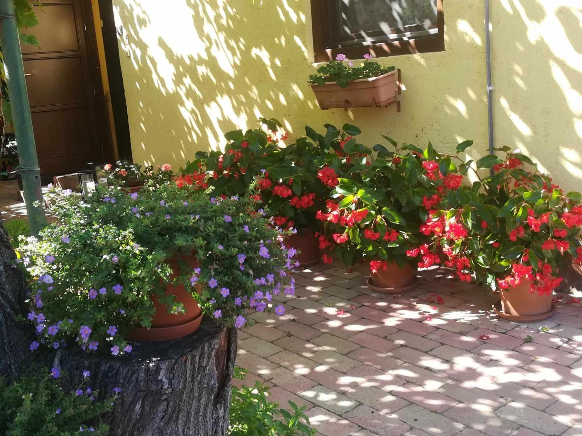 Muskatlis Haz Apartment Balatonlelle Exterior photo